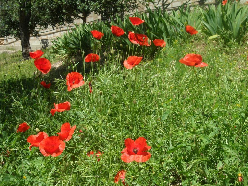 B&B Villa La Rocca Алгеро Екстериор снимка